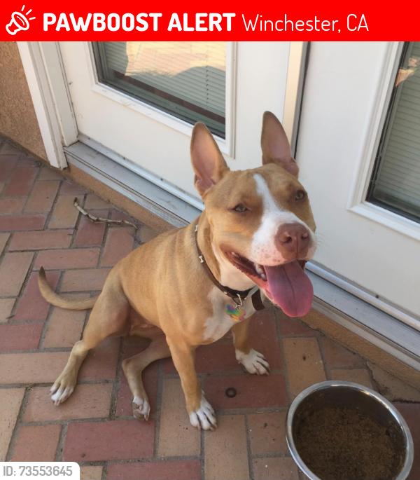 Lost Female Dog last seen Temecula, Winchester, CA 92596
