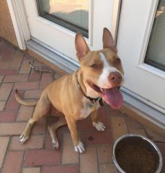 Lost Female Dog last seen Temecula, Winchester, CA 92596