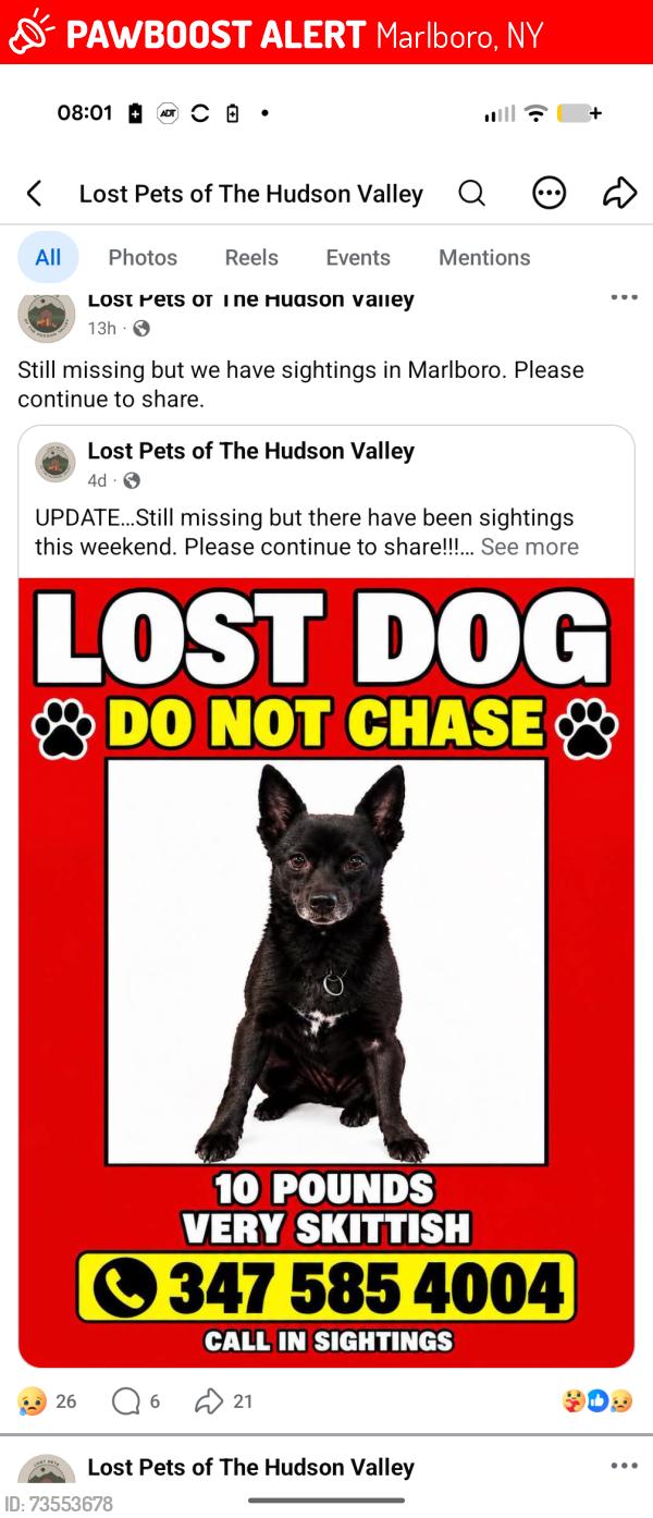 Lost Male Dog last seen Church street & Highland, Marlboro, NY 12542