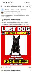Lost Male Dog last seen Church street & Highland, Marlboro, NY 12542