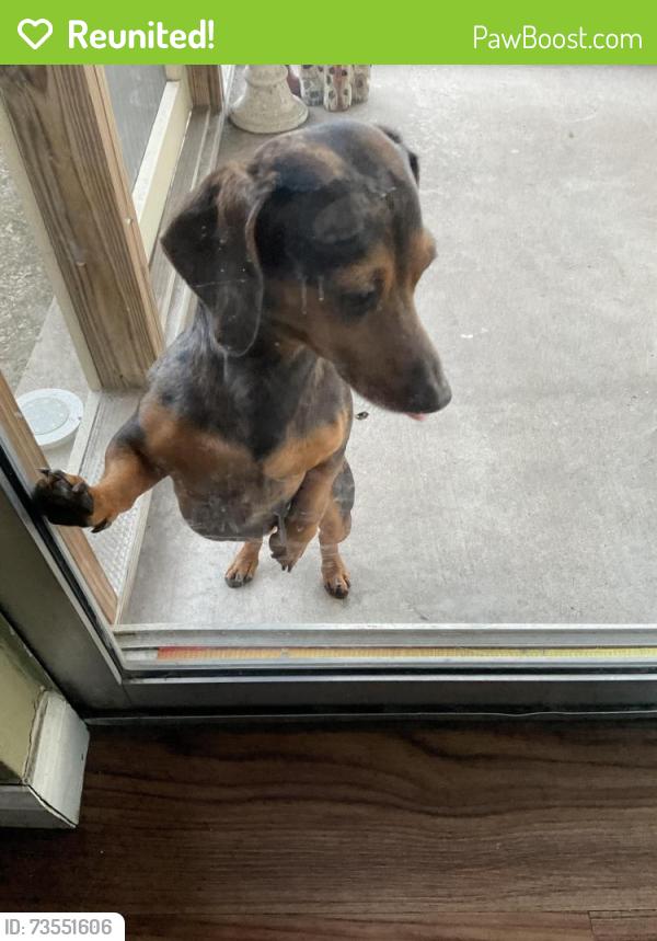 Reunited Male Dog last seen Stoneham and Windermere, Pflugerville, TX 78660