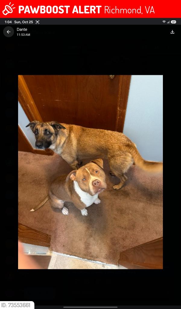 Lost Male Dog last seen Hopkins Store behind Veterans hosp, Richmond, VA 23224
