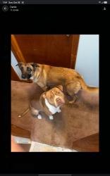 Lost Male Dog last seen Hopkins Store behind Veterans hosp, Richmond, VA 23224