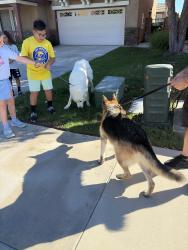 Reunited Male Dog last seen Promontory, Quiet Run Ct,  92591