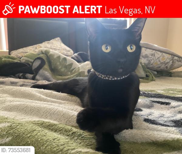 Lost Female Cat last seen Vegas / jones, Las Vegas, NV 89108
