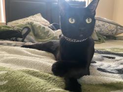 Lost Female Cat last seen Vegas / jones, Las Vegas, NV 89108