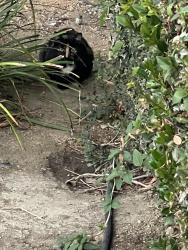 Found/Stray Unknown Cat last seen Wiley and Canerwell St. newhall, Santa Clarita, CA 91321