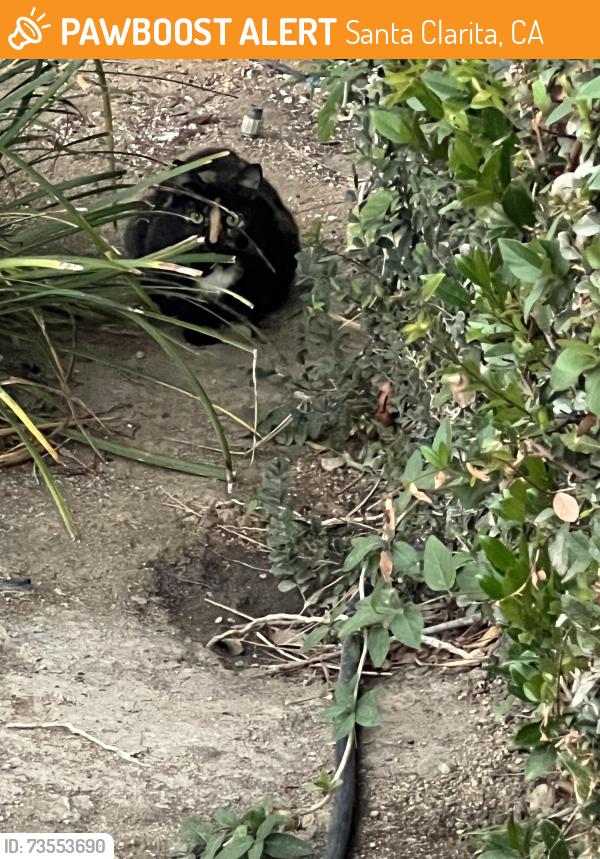 Found/Stray Unknown Cat last seen Wiley and Canerwell St. newhall, Santa Clarita, CA 91321
