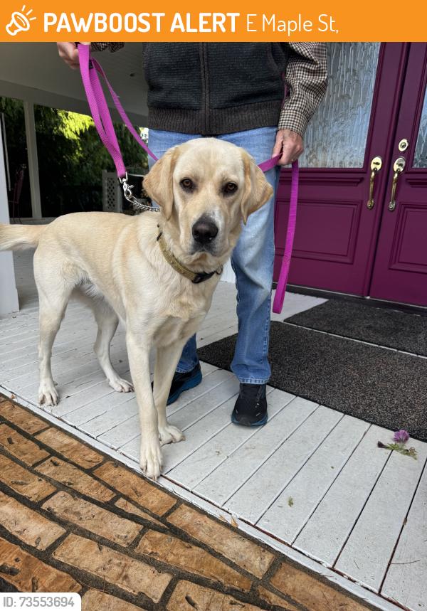 Found/Stray Female Dog last seen Sequim ave, E Maple St,  98382