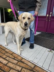 Found/Stray Female Dog last seen Sequim ave, E Maple St,  98382