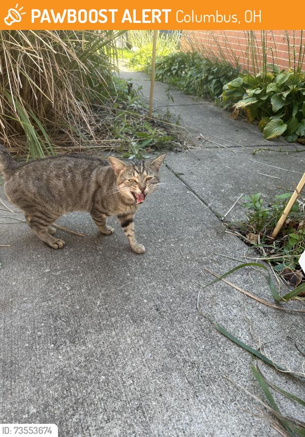 Found/Stray Male Cat last seen Maybury Road and Carbondale, Columbus, OH 43232