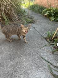 Found/Stray Male Cat last seen Maybury Road and Carbondale, Columbus, OH 43232