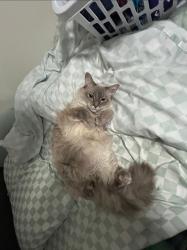 Lost Female Cat last seen Entrance by Buckskin Trail SW, Lilburn, GA 30047