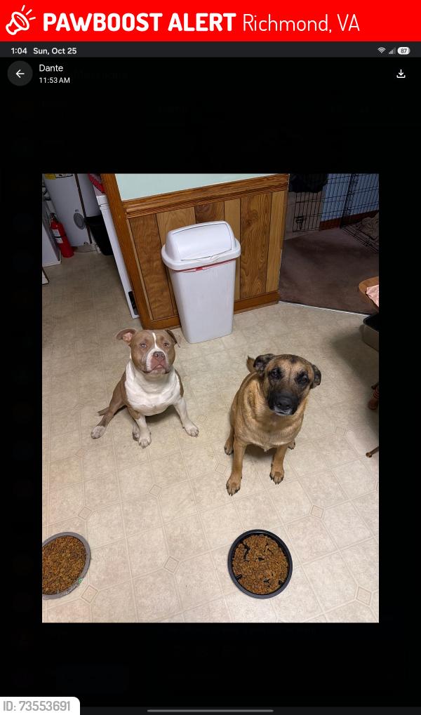 Lost Male Dog last seen Hopkins Store behind Veterans hosp, Richmond, VA 23224