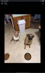 Lost Male Dog last seen Hopkins Store behind Veterans hosp, Richmond, VA 23224