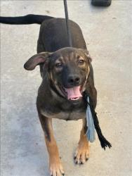 Shelter Stray Female Dog last seen , West Valley Animal Shelter, 20655 Plummer St, Chatsworth, CA 91311, USA