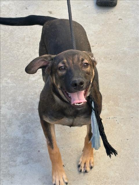 Shelter Stray Female Dog last seen , West Valley Animal Shelter, 20655 Plummer St, Chatsworth, CA 91311, USA