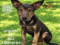 Shelter Stray Male Dog last seen , 3201 Lacy St, Los Angeles, CA 90031, USA