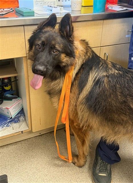 Shelter Stray Male Dog last seen SPIETH WAY/ MT VERNON AVE, RIVERSIDE CA, 6851 Van Buren Boulevard, Jurupa Valley, CA 92509, USA