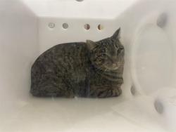 Shelter Stray Unknown Cat last seen Near BLOCK W GRANTOSA DR, 3839 W Burnham St, West Milwaukee, WI 53215, USA
