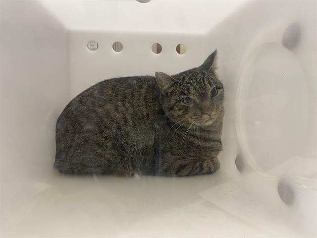 Shelter Stray Unknown Cat last seen Near BLOCK W GRANTOSA DR, 3839 W Burnham St, West Milwaukee, WI 53215, USA