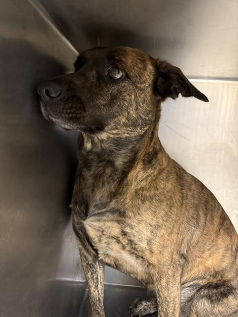 Shelter Stray Female Dog last seen Near BLOCK COLORADO AVE, RIVERSIDE CA, 6851 Van Buren Boulevard, Jurupa Valley, CA 92509, USA