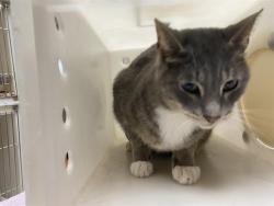 Shelter Stray Male Cat last seen Near BLOCK N 33RD ST, 3839 W Burnham St, West Milwaukee, WI 53215, USA