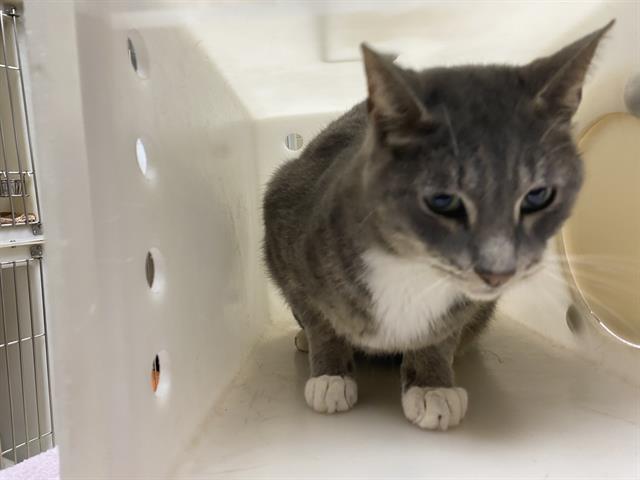 Shelter Stray Male Cat last seen Near BLOCK N 33RD ST, 3839 W Burnham St, West Milwaukee, WI 53215, USA