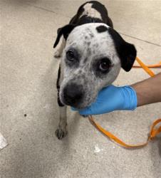 Shelter Stray Male Dog last seen SANTA ROSA MINE RD, PERRIS, CA, 6851 Van Buren Boulevard, Jurupa Valley, CA 92509, USA