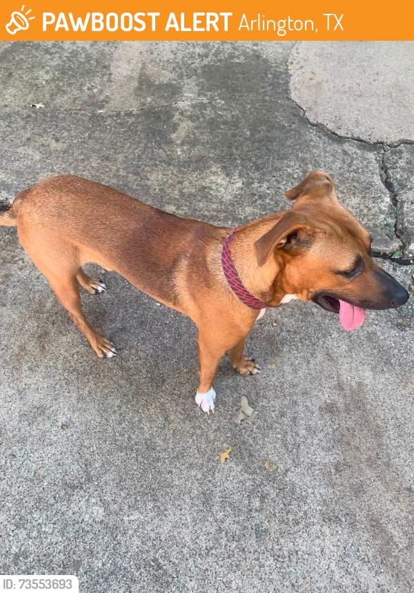 Found/Stray Male Dog last seen Shorewood and Lakeridge, Arlington, TX 76016