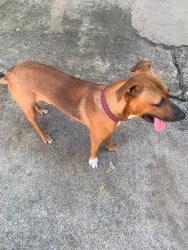 Found/Stray Male Dog last seen Shorewood and Lakeridge, Arlington, TX 76016