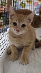 Shelter Stray Unknown Cat last seen Near BLOCK SW 44 AV PLANTATION,FL 33317, 2400 SW 42nd St, Fort Lauderdale, FL 33312, USA