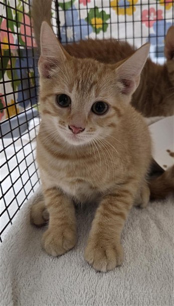 Shelter Stray Unknown Cat last seen Near BLOCK SW 44 AV PLANTATION,FL 33317, 2400 SW 42nd St, Fort Lauderdale, FL 33312, USA