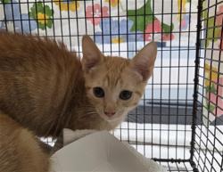Shelter Stray Unknown Cat last seen Near BLOCK SW 44 AV PLANTATION,FL 33317, 2400 SW 42nd St, Fort Lauderdale, FL 33312, USA