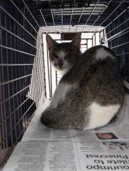 Shelter Stray Unknown Cat last seen Near BLOCK S OCEAN BLVD, POMPANO BEACH FL 33062, 2400 SW 42nd St, Fort Lauderdale, FL 33312, USA