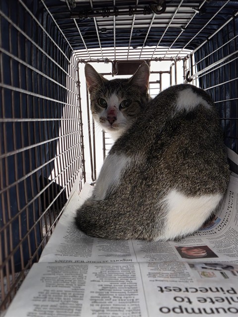 Shelter Stray Unknown Cat last seen Near BLOCK S OCEAN BLVD, POMPANO BEACH FL 33062, 2400 SW 42nd St, Fort Lauderdale, FL 33312, USA