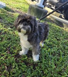 Shelter Stray Female Dog last seen Near BLOCK W ATLANTIC BLVD POMPANO BEACH FL 33069, 2400 SW 42nd St, Fort Lauderdale, FL 33312, USA