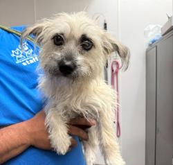 Shelter Stray Female Dog last seen , 4000 N Silverbell Rd, Tucson, AZ 85745, USA