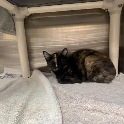 Shelter Stray Female Cat last seen UNKNOWN, 5501 E Van Buren St, Phoenix, AZ 85008, USA