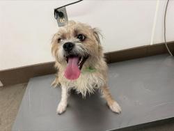 Shelter Stray Male Dog last seen , 4000 N Silverbell Rd, Tucson, AZ 85745, USA