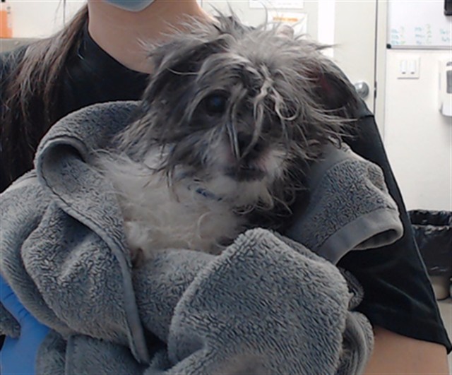 Shelter Stray Male Dog last seen X26TH/ FOLSOM, 1419 Bryant St, San Francisco, CA 94103, USA