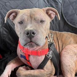 Shelter Stray Female Dog last seen Near, 5001 E Raymond St, Indianapolis, IN 46203, USA