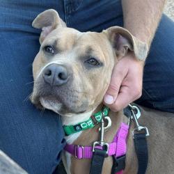 Shelter Stray Female Dog last seen Near, 5001 E Raymond St, Indianapolis, IN 46203, USA