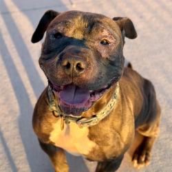 Shelter Stray Male Dog last seen Near, 5001 E Raymond St, Indianapolis, IN 46203, USA