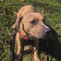 Shelter Stray Female Dog last seen Near, 5001 E Raymond St, Indianapolis, IN 46203, USA