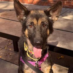 Shelter Stray Female Dog last seen Near, 5001 E Raymond St, Indianapolis, IN 46203, USA