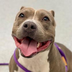Shelter Stray Female Dog last seen Near, 5001 E Raymond St, Indianapolis, IN 46203, USA