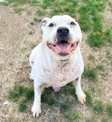 Shelter Stray Male Dog last seen Near, 5001 E Raymond St, Indianapolis, IN 46203, USA
