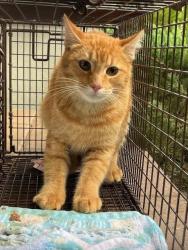 Shelter Stray Male Cat last seen Near BLOCK SW 1258TH PL, 3599 NW 79th Ave, Doral, FL 33122, USA