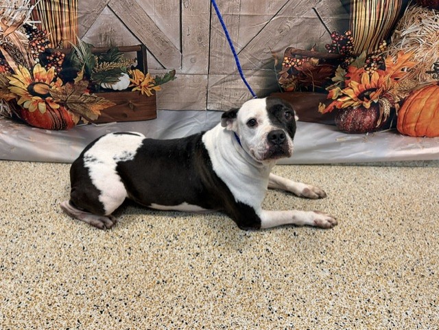 Shelter Stray Female Dog last seen Near BLOCK NW 79 AVE, 3599 NW 79th Ave, Doral, FL 33122, USA